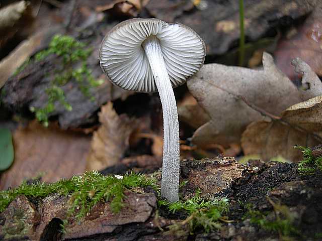 Le  meraviglie della foresta